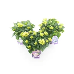 Gartenhortensie Forever und Ever Topf Durchmesser 23 cm