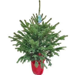 GNAD Picea pungens/pungens Glauca 110-130