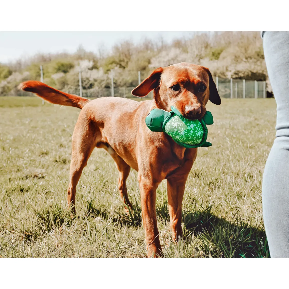 Hunter Wurf-Hundepielzeug Flingerz Schildkröte Splash