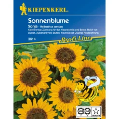 Kiepenkerl Sonnenblume Sonja