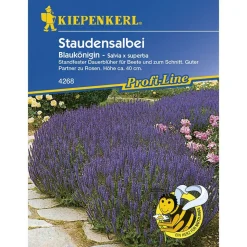 Kiepenkerl Staudensalbei Blaukönigin Profi-Line