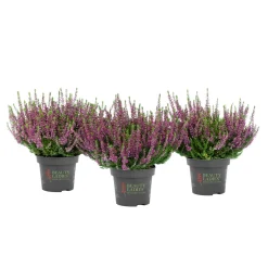 Knospenblüher Beauty Ladies Topf- Durchmesser 11 cm