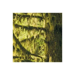 Komar Vlies Fototapete Ancient World 400x250 cm