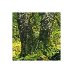 Komar Vlies Fototapete Birch Trees 400x250 cm