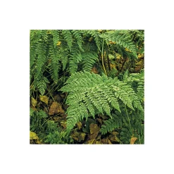 Komar Vlies Fototapete Birch Trees 400x250 cm