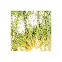 Komar Vlies Fototapete Birch Trees 400x250 cm