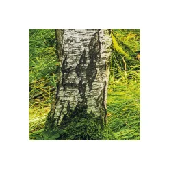 Komar Vlies Fototapete Birch Trees 400x250 cm