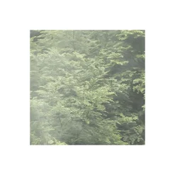 Komar Vlies Fototapete Forest Land 400x250 cm