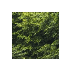 Komar Vlies Fototapete Forest Land 400x250 cm