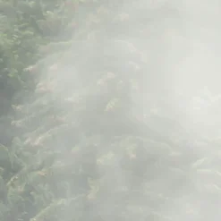 Komar Vlies Fototapete Forest Land 400x250 cm