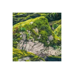 Komar Vlies Fototapete Green Tales 400x250 cm