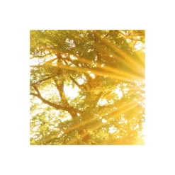 Komar Vlies Fototapete Golden Moment 400x250 cm