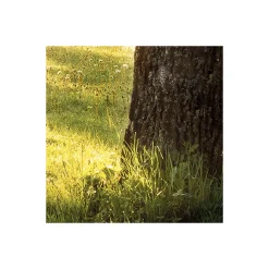 Komar Vlies Fototapete Golden Moment 400x250 cm