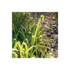 Komar Vlies Fototapete Mystic Path 400x250 cm