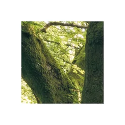 Komar Vlies Fototapete Mystic Path 400x250 cm