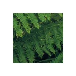 Komar Vlies Fototapete Mystic Path 400x250 cm