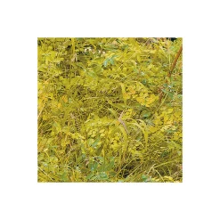 Komar Vlies Fototapete Orange Forest 400x250 cm