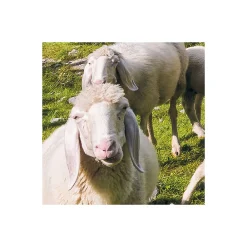 Komar Vlies Fototapete Paradise Lake 400x250 cm