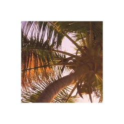 Komar Vlies Fototapete Reaching the Sun 400x250 cm