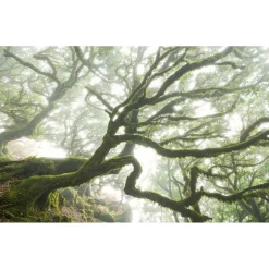 Komar Vlies Fototapete The Forgotten Forest 400x250 cm