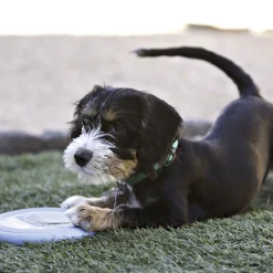 KONG Hundespielzeug Puppy Flyer rosa 18 cm