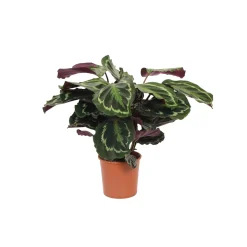 Korbmarante Topf- Durchmesser 14 cm