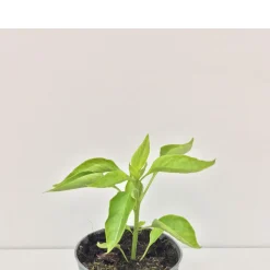 Kugelpaprika Topik Bio Antipasti