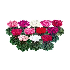 Plantiflor Alpenveilchen Topf Durchmesser 10,5 cm