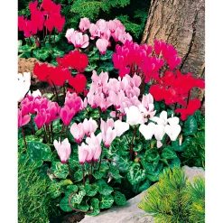 Plantiflor Alpenveilchen Topf Durchmesser 10,5 cm