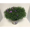 Plantiflor Aster Novi T19