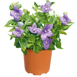 Plantiflor Ballonblume Ton in Ton Topf- Durchmesser 12 cm