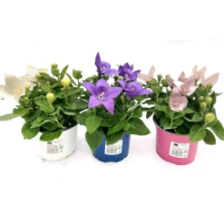 Plantiflor Ballonblume Ton in Ton Topf- Durchmesser 12 cm