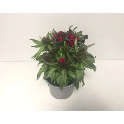 Plantiflor Bartnelken Dianthus Barbatus Topf Durchmesser 13 cm