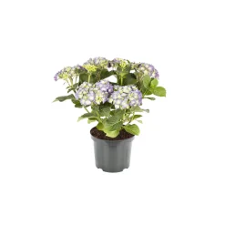 Plantiflor Bauernhortensien versch Farben Topf Durchmesser 20 cm