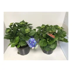 Plantiflor Bauernhortensien versch Farben Topf Durchmesser 20 cm