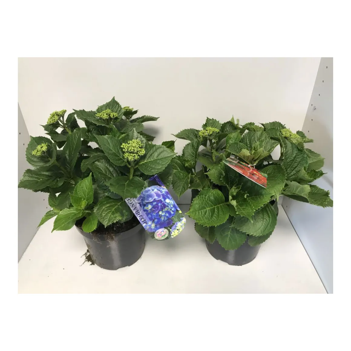 Plantiflor Bauernhortensien versch Farben Topf Durchmesser 20 cm