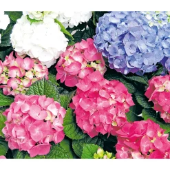 Plantiflor Bauernhortensien versch Farben Topf Durchmesser 20 cm