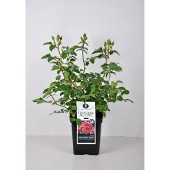 Plantiflor Beet-Duftrose rot Topf 23 cm