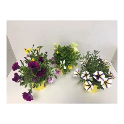 Plantiflor Beetpflanzen-Mix Topf Durchmesser 13 cm