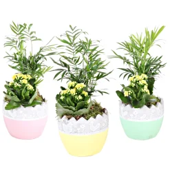 Plantiflor Bepflanzte Gefäße mit Oster-Deko