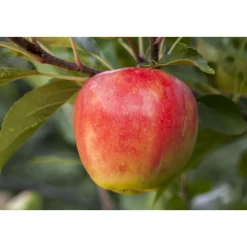 Plantiflor BIO-Apfel 'Elstar'