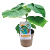 Plantiflor Bio-CO-Klimabaum Kiri-Baum Topf Durchmesser 21 cm