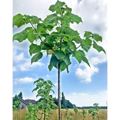 Plantiflor Bio-CO-Klimabaum Kiri-Baum Topf Durchmesser 21 cm