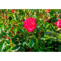 Plantiflor Bodendeckerrosen Topf Durchmesser 13 cm