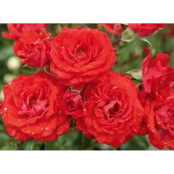 Plantiflor Bodendeckerrose rosa Topf Durchmesser 19 cm