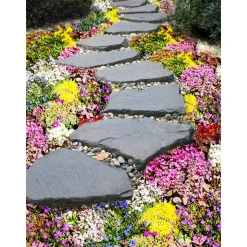 Plantiflor Bodendecker-Stauden Pflasta la Vista Topf 13 cm