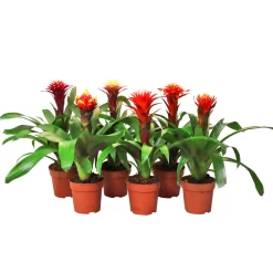 Plantiflor Bromelien-Mix Topf- Durchmesser 12 cm