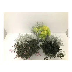 Plantiflor Calopoly Kombinationen T13