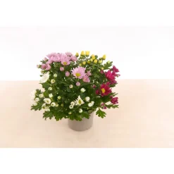 Plantiflor Chrysantheme T13 4 Farben