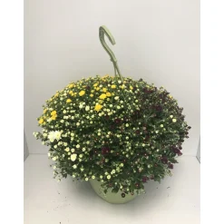 Plantiflor Chrysantheme Skyfall Trio T25